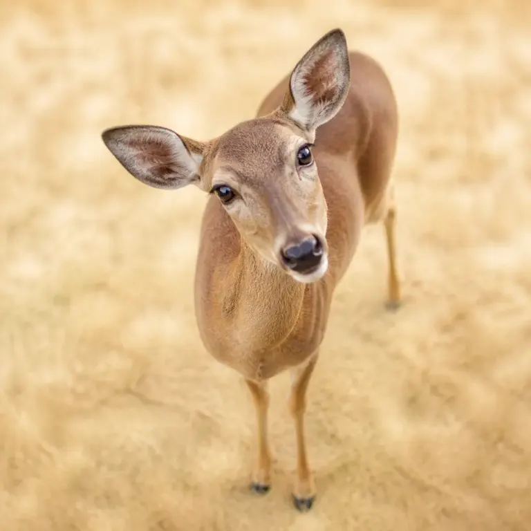 Deer with slender legs and large catchlit eyes tilting its head in a softly blurred meadow