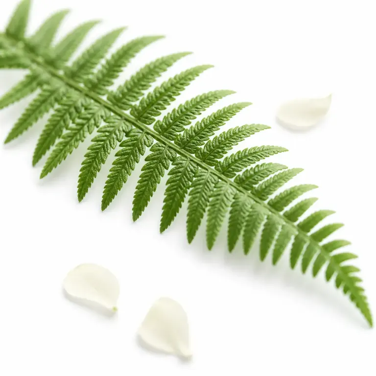 Diagonal green fern frond with fine veins in shallow focus and three pale fallen petals on white