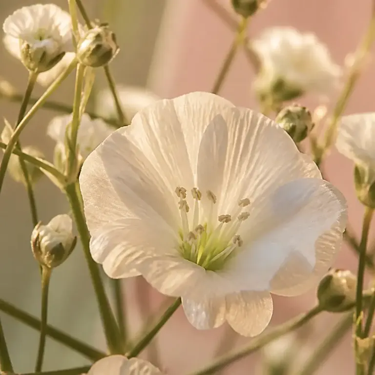 Extreme 100mm macro of a white gypsophila flower and fine branches against sage, sand, and pale pink paper in golden light