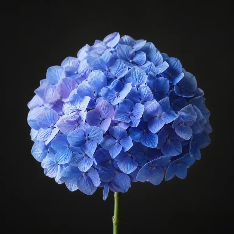 Complete blue hydrangea flower head lit from the side against a charcoal matte background