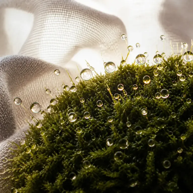 Extreme macro of backlit water droplets on dense moss resting on crumpled oatmeal linen
