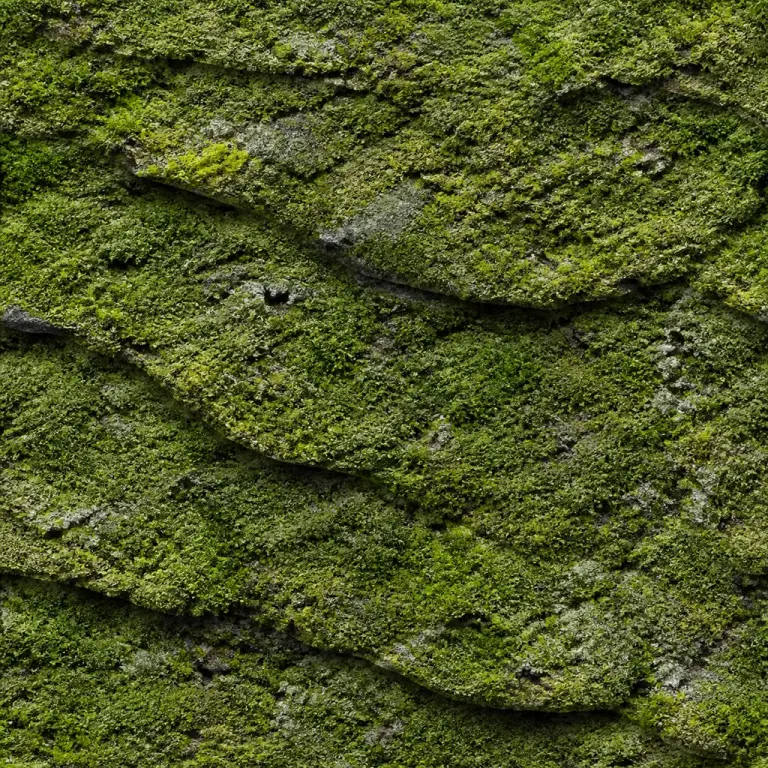 Layered moss-covered stone texture with clustered green growth under soft 45-degree side light