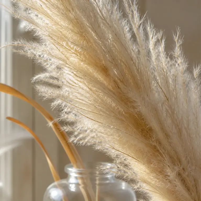 One dried ivory pampas plume filling a 100mm macro frame above a clear glass vase by a window