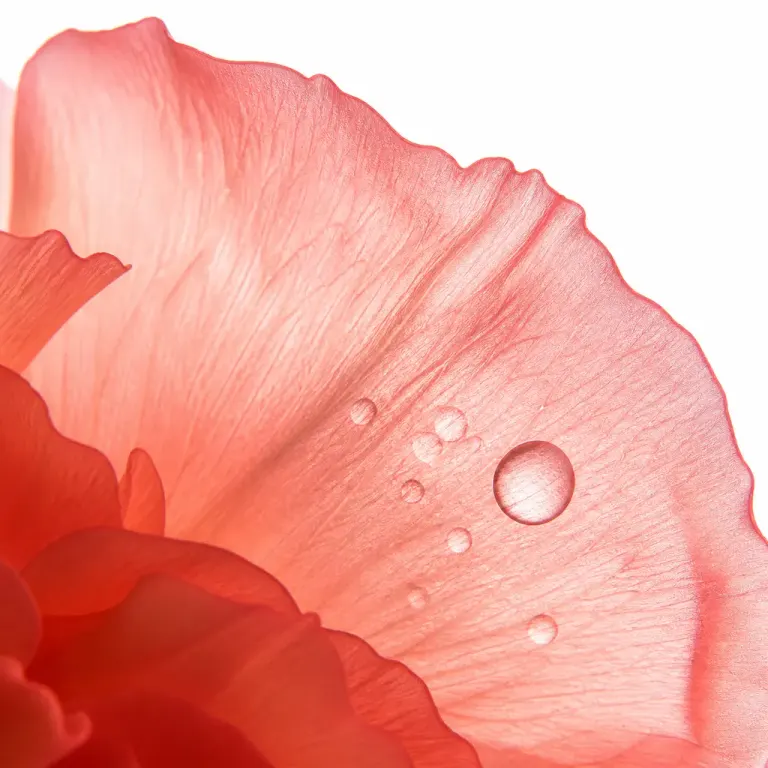 Translucent coral peony petal backlit on white with sharply focused water droplets
