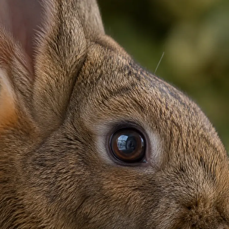 Extreme close-up of an adult rabbit eye and soft fur lit from the side against forest bokeh
